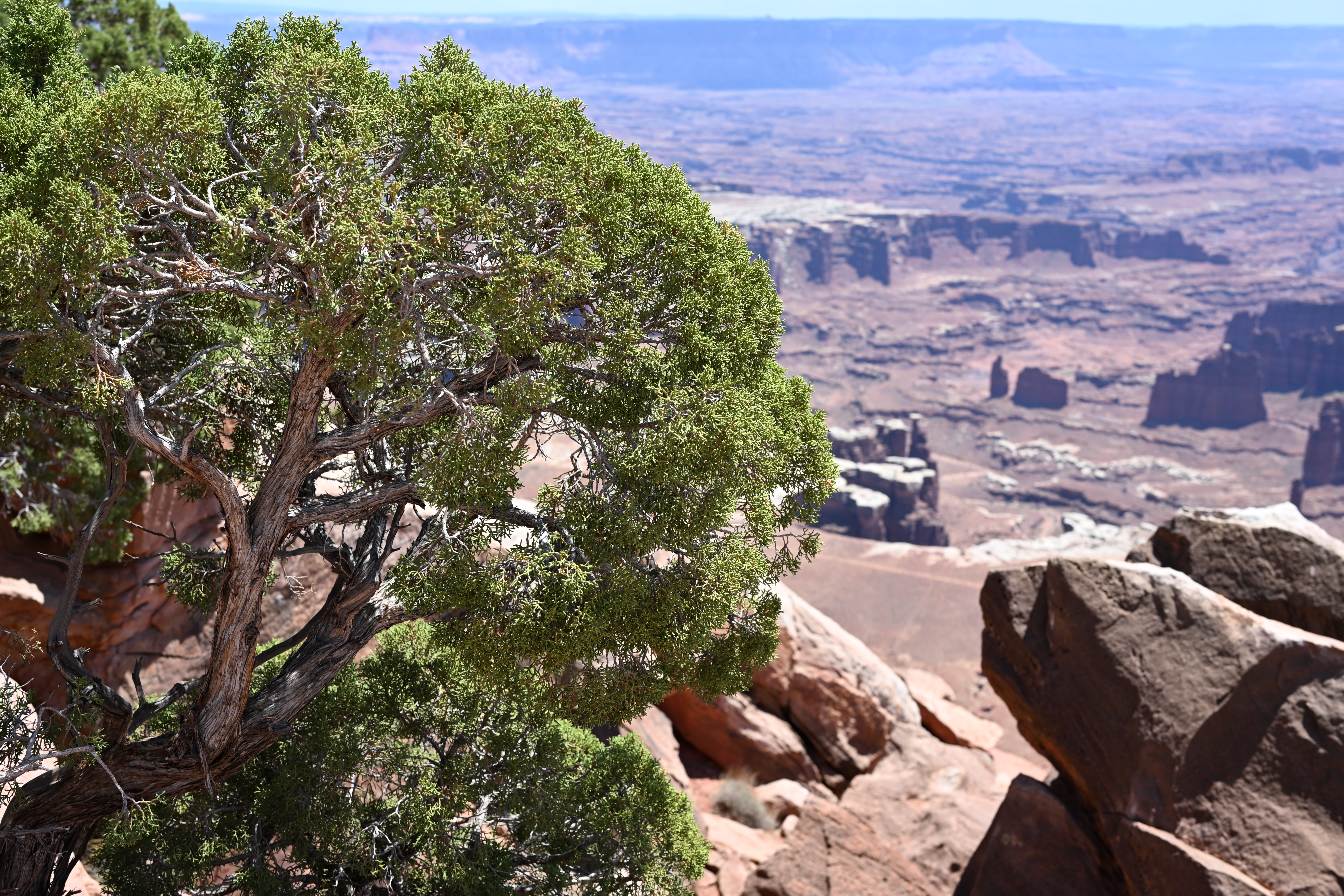 Canyonlands overlook