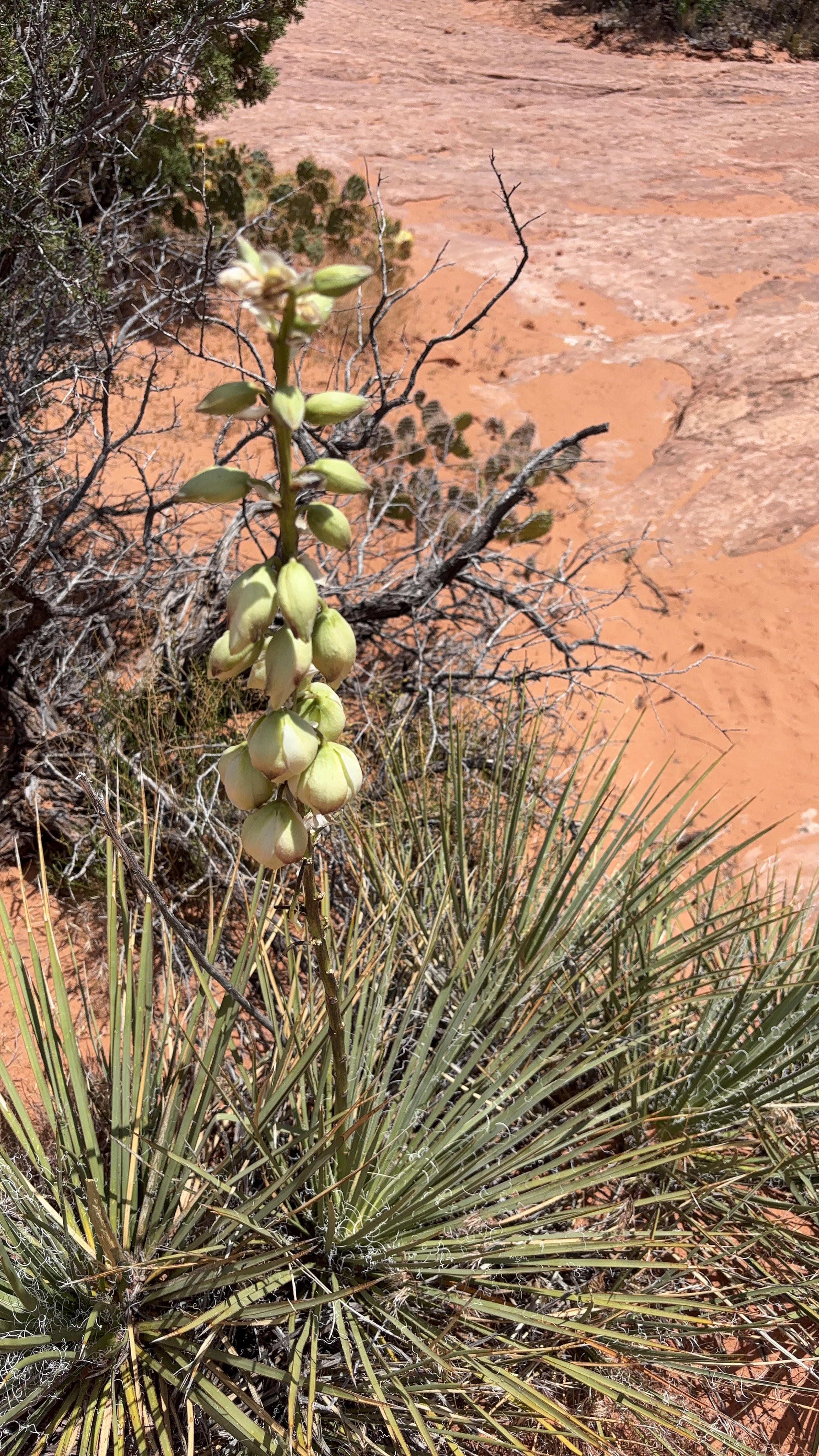 Yucca flower I think