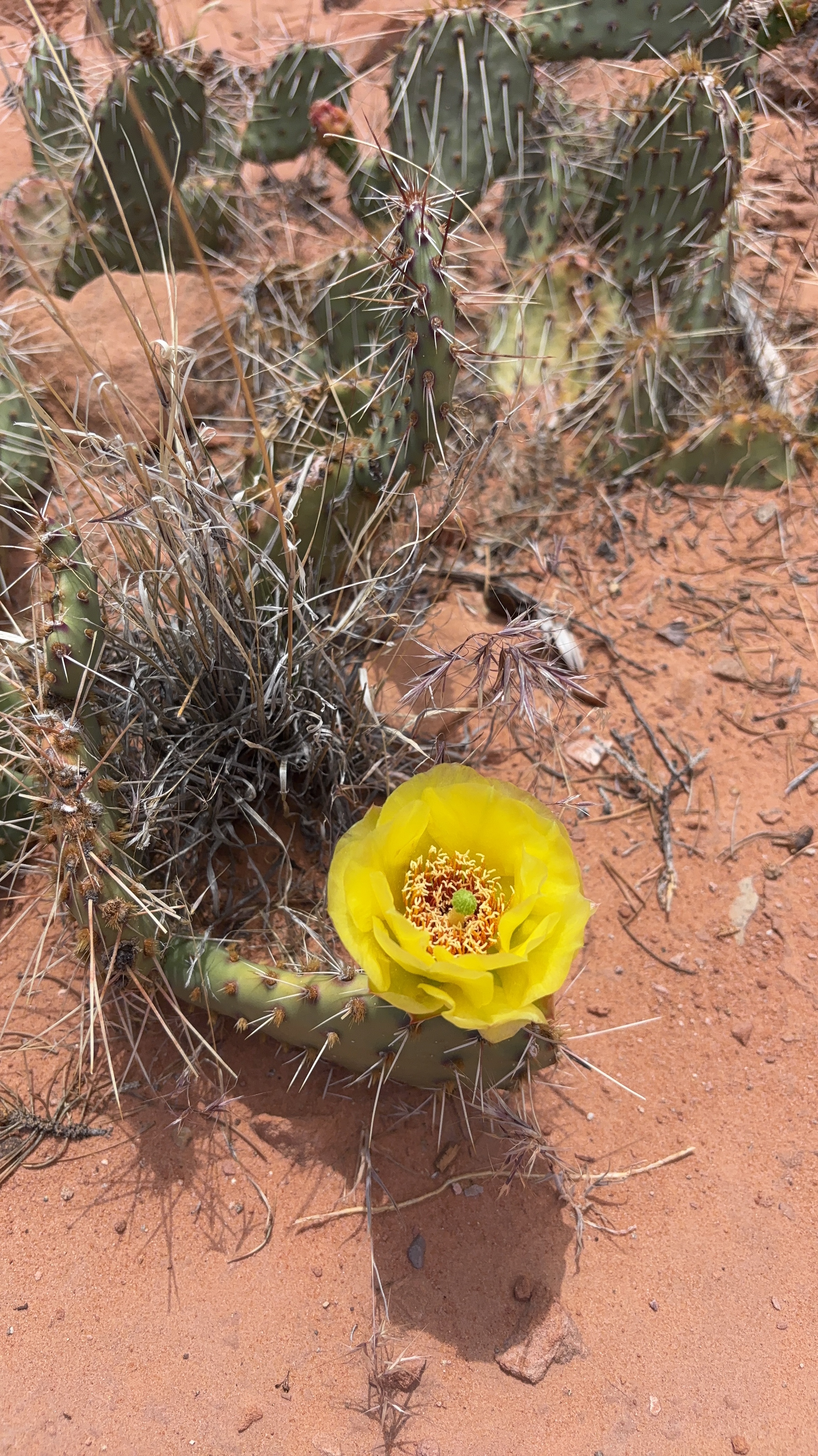 Pretty cactus flower