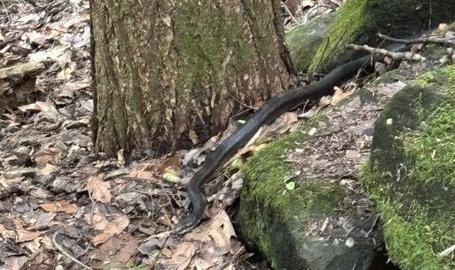 Rat snake on trail
