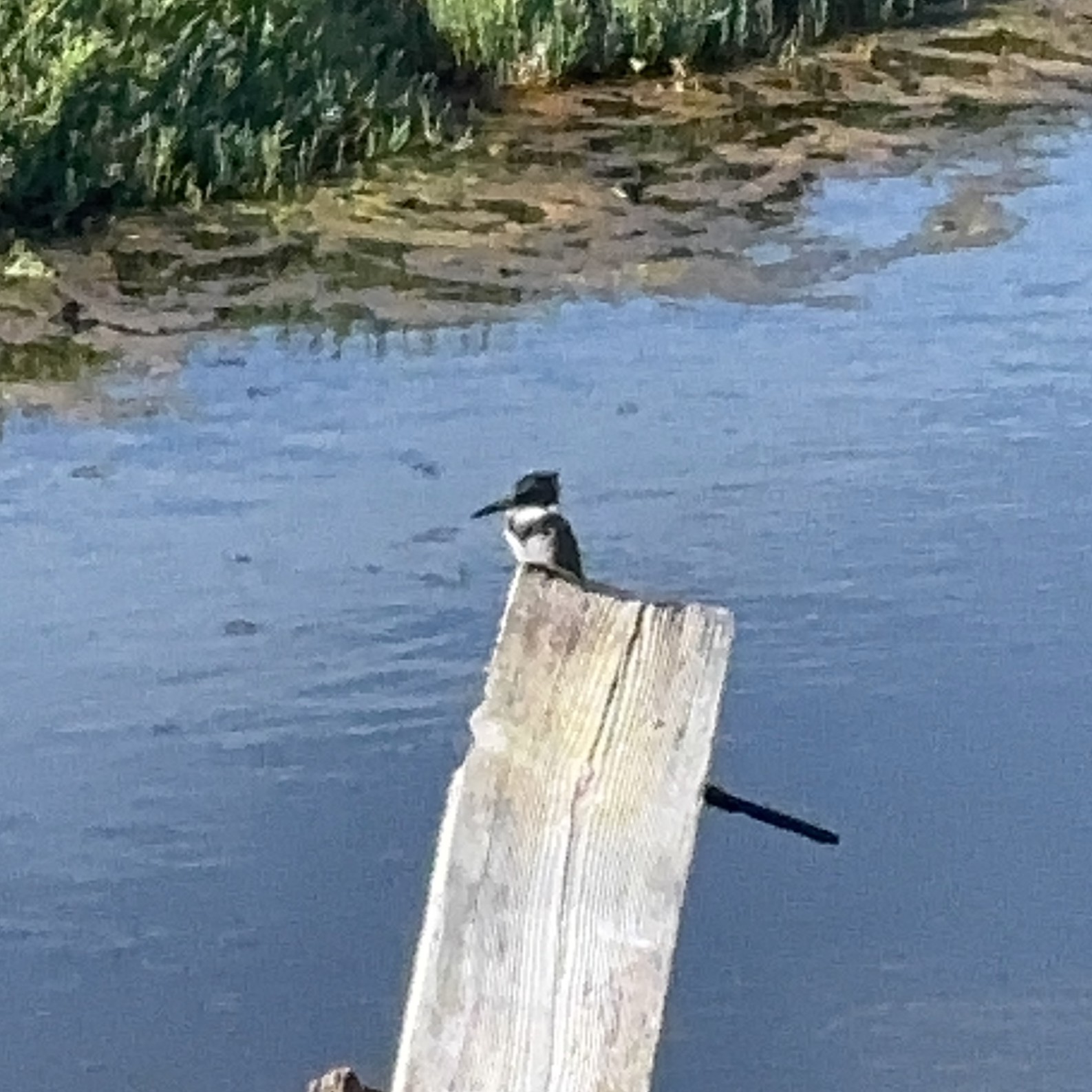 Kingfisher bird perched outside restaurant near ferry terminal