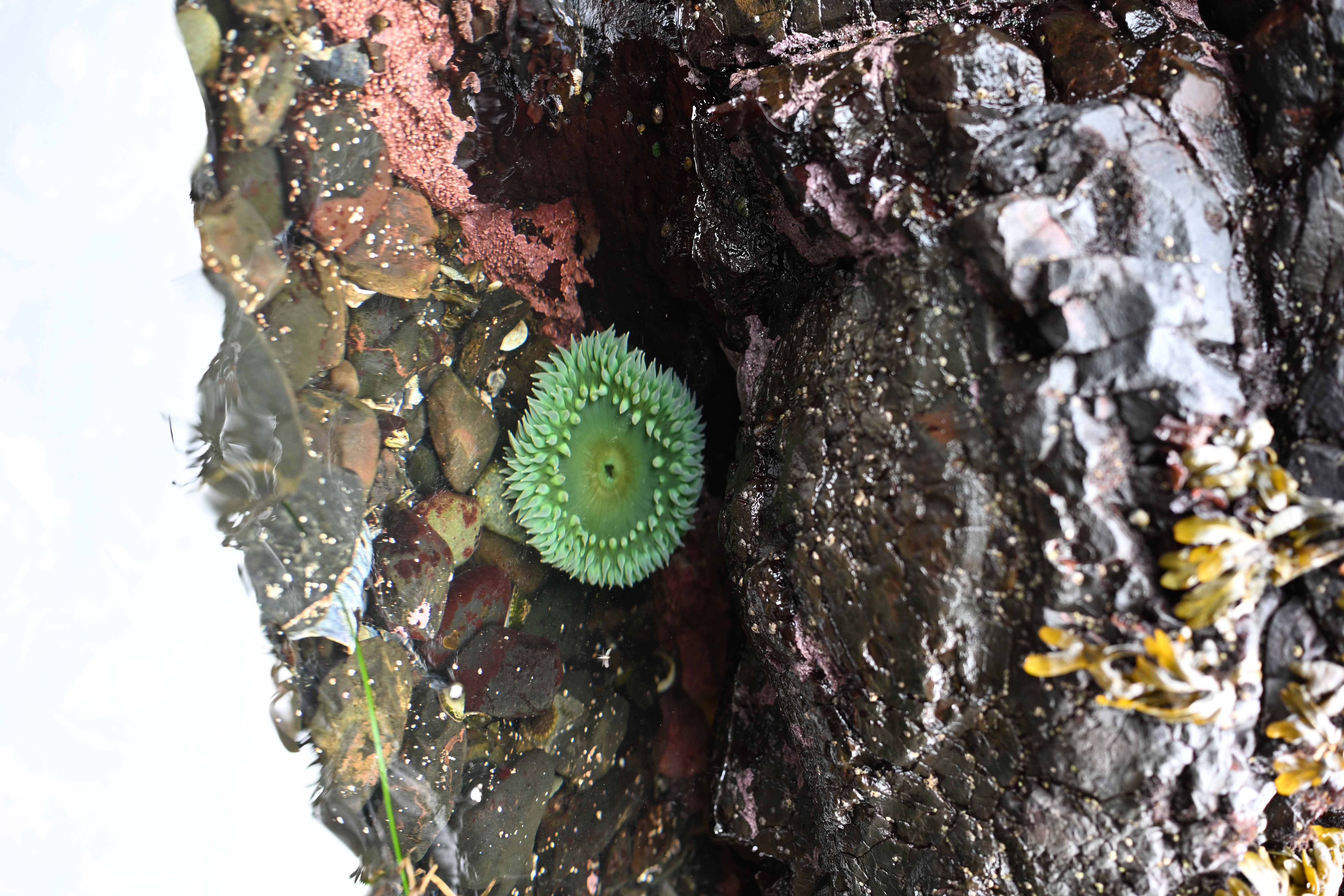 Intertidal marine life exposed at low tide in Salt Creek