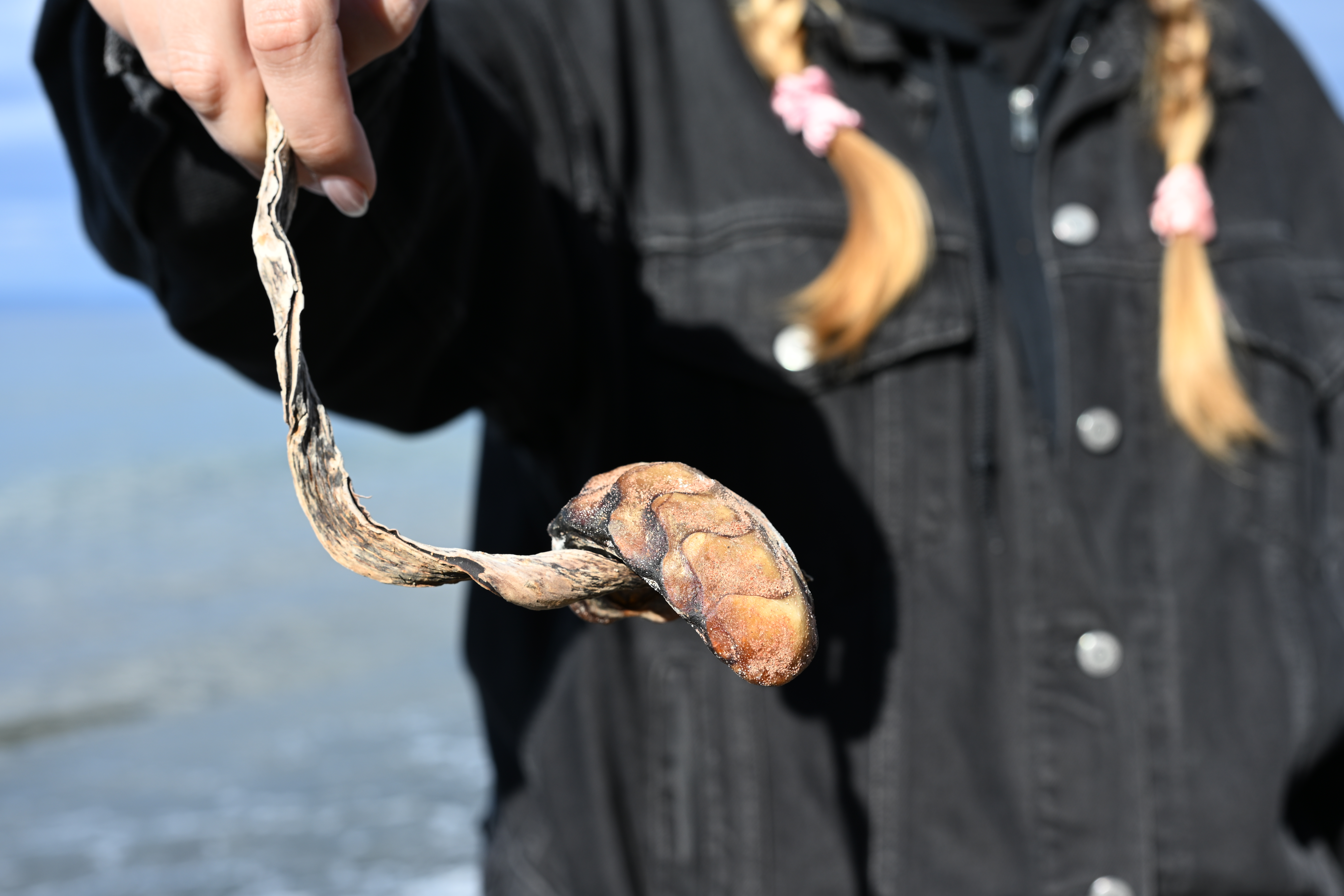 Gumboot chiton marine creature found on Salt Creek beach