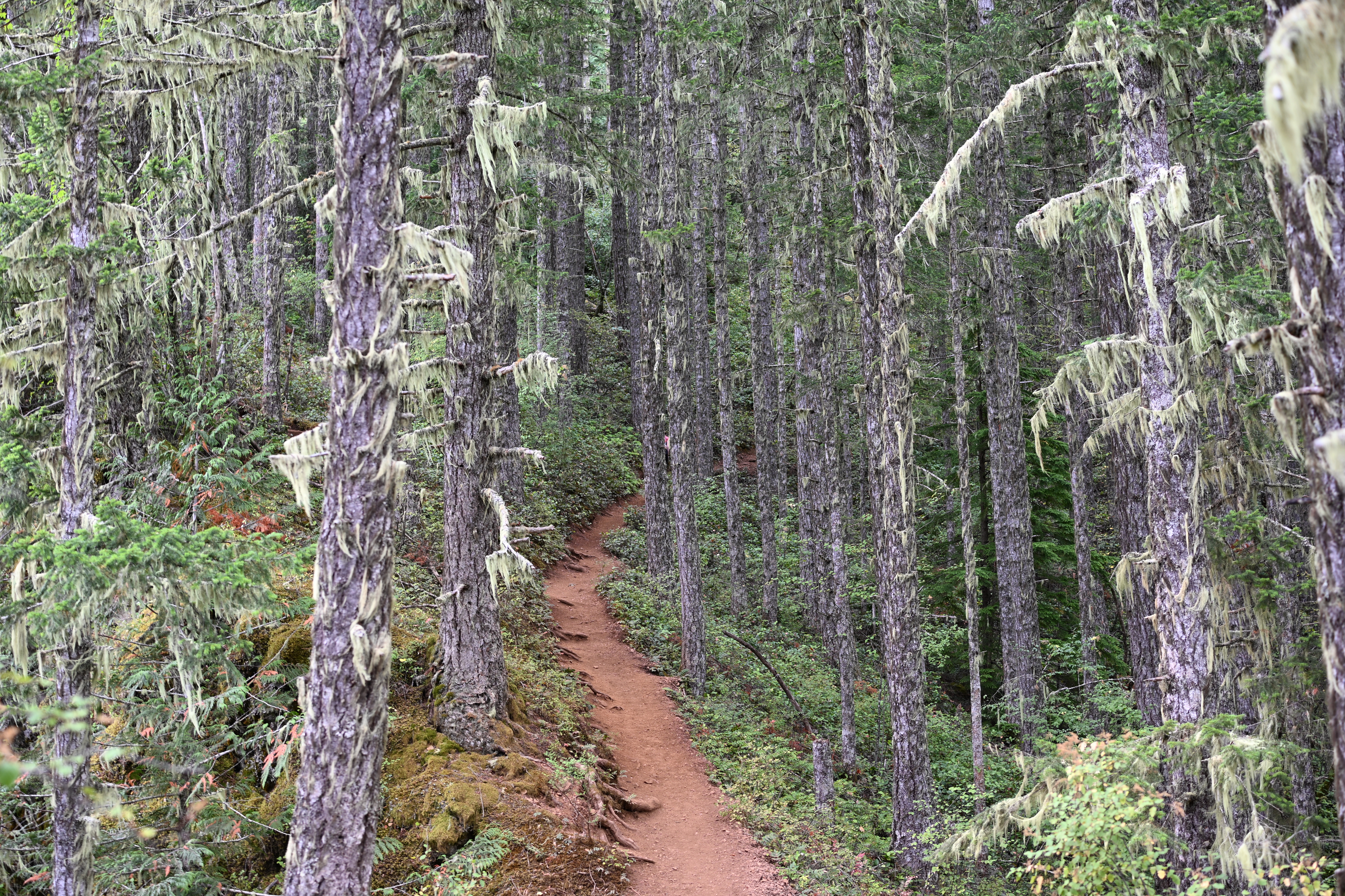 Mossy bright green trees on trail to Mt Storm King summit