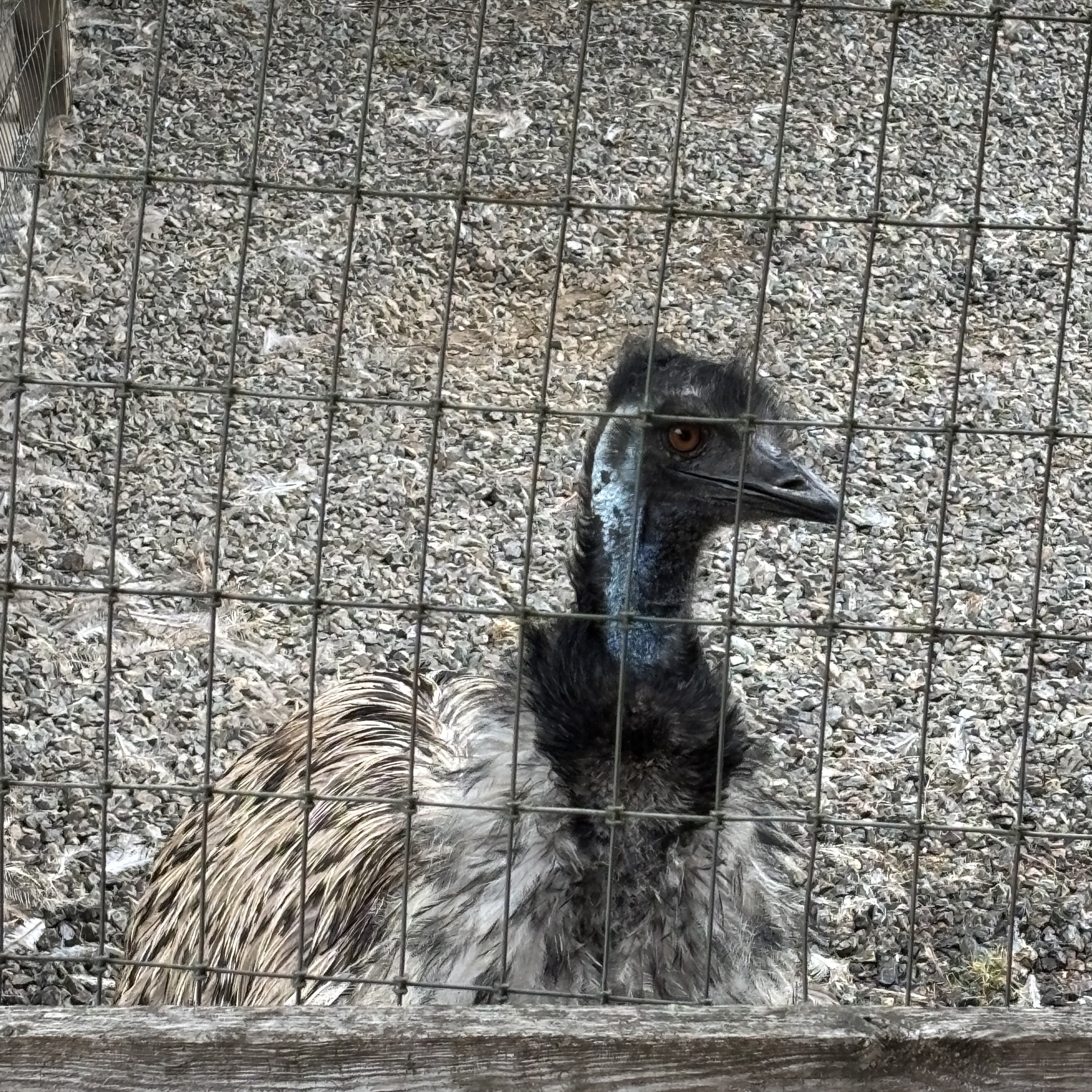 Emu at Grannies Diner in Forks