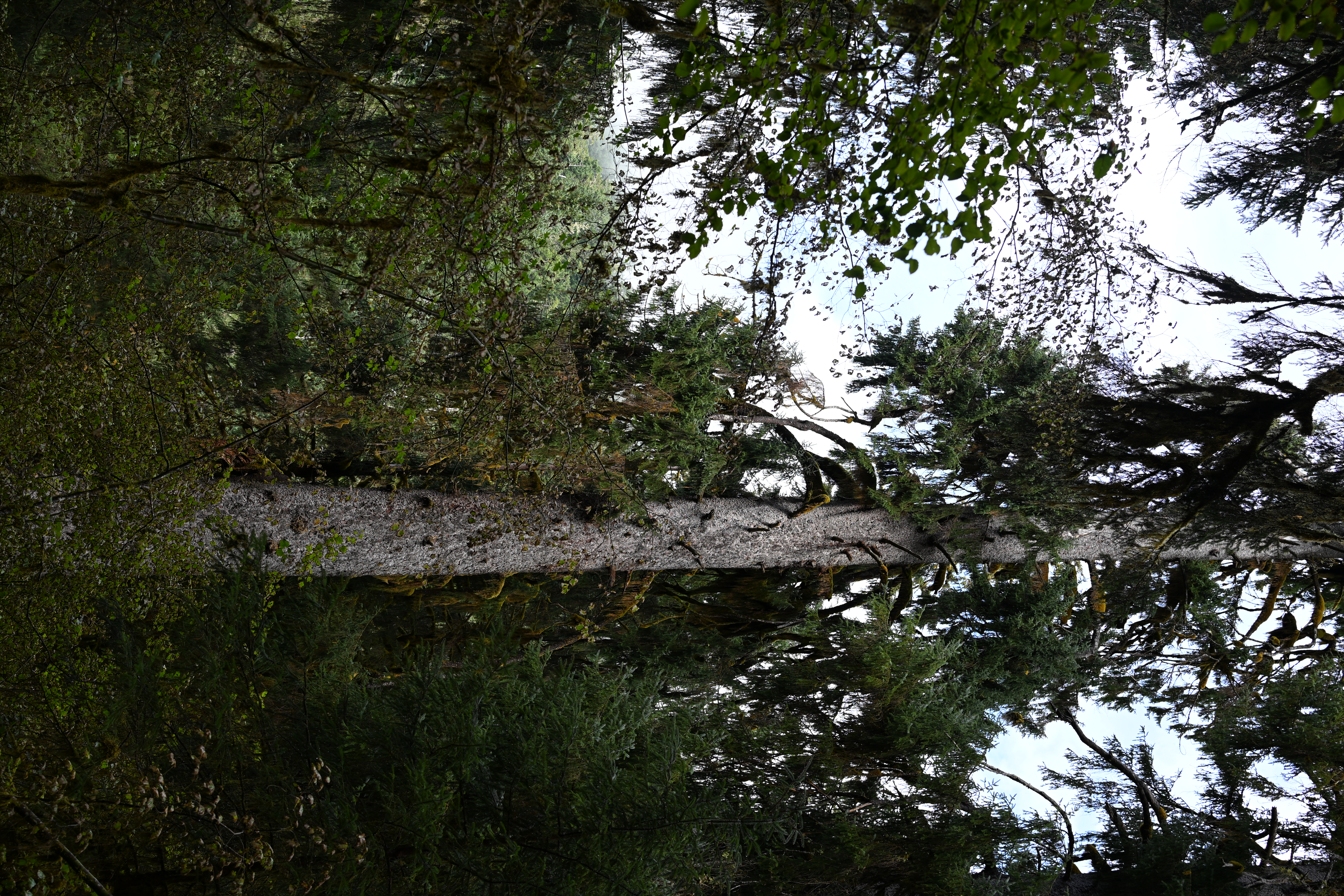 Dense moss-covered forest canopy in Hoh Rainforest