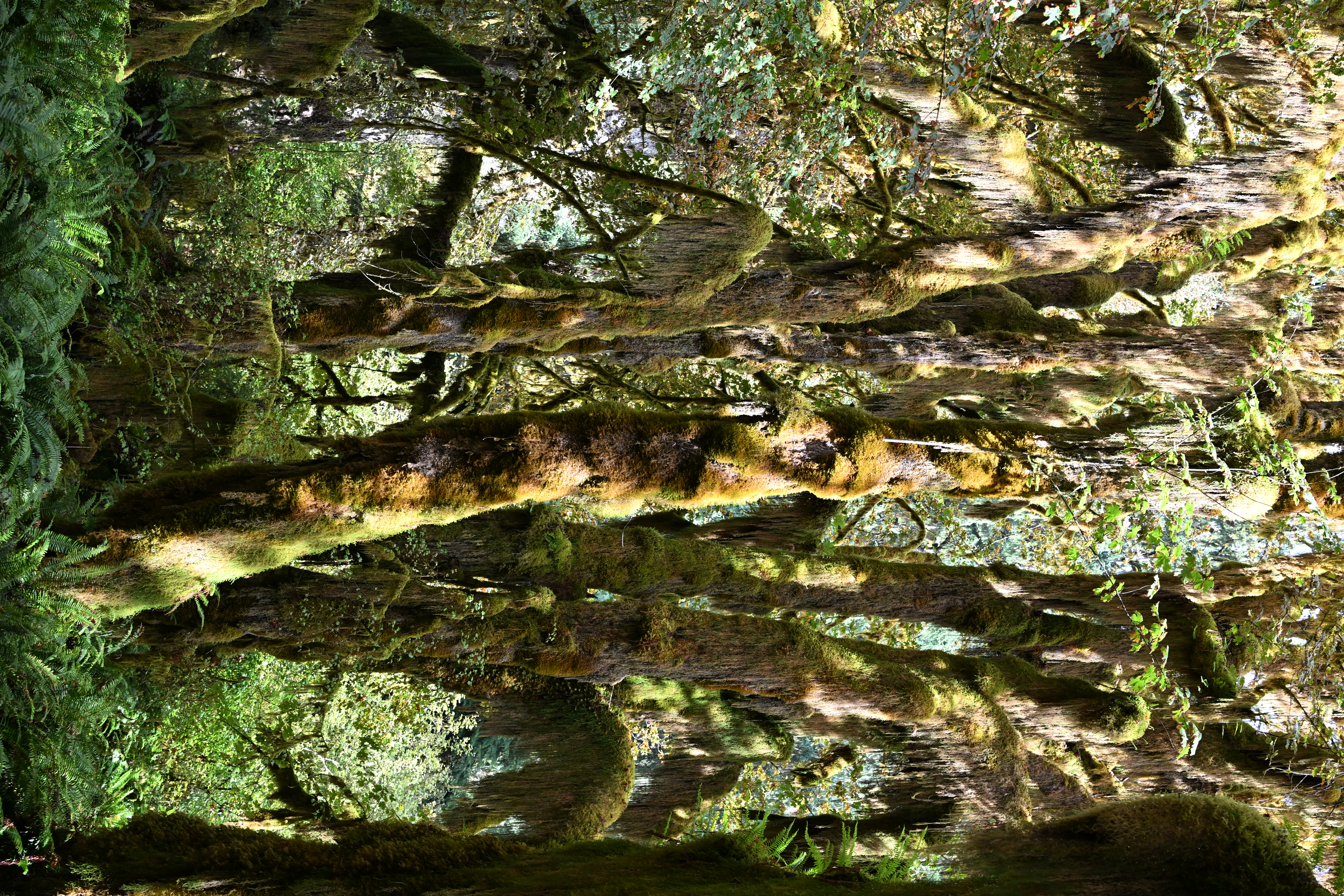Moss-draped trees in Hall of Mosses trail
