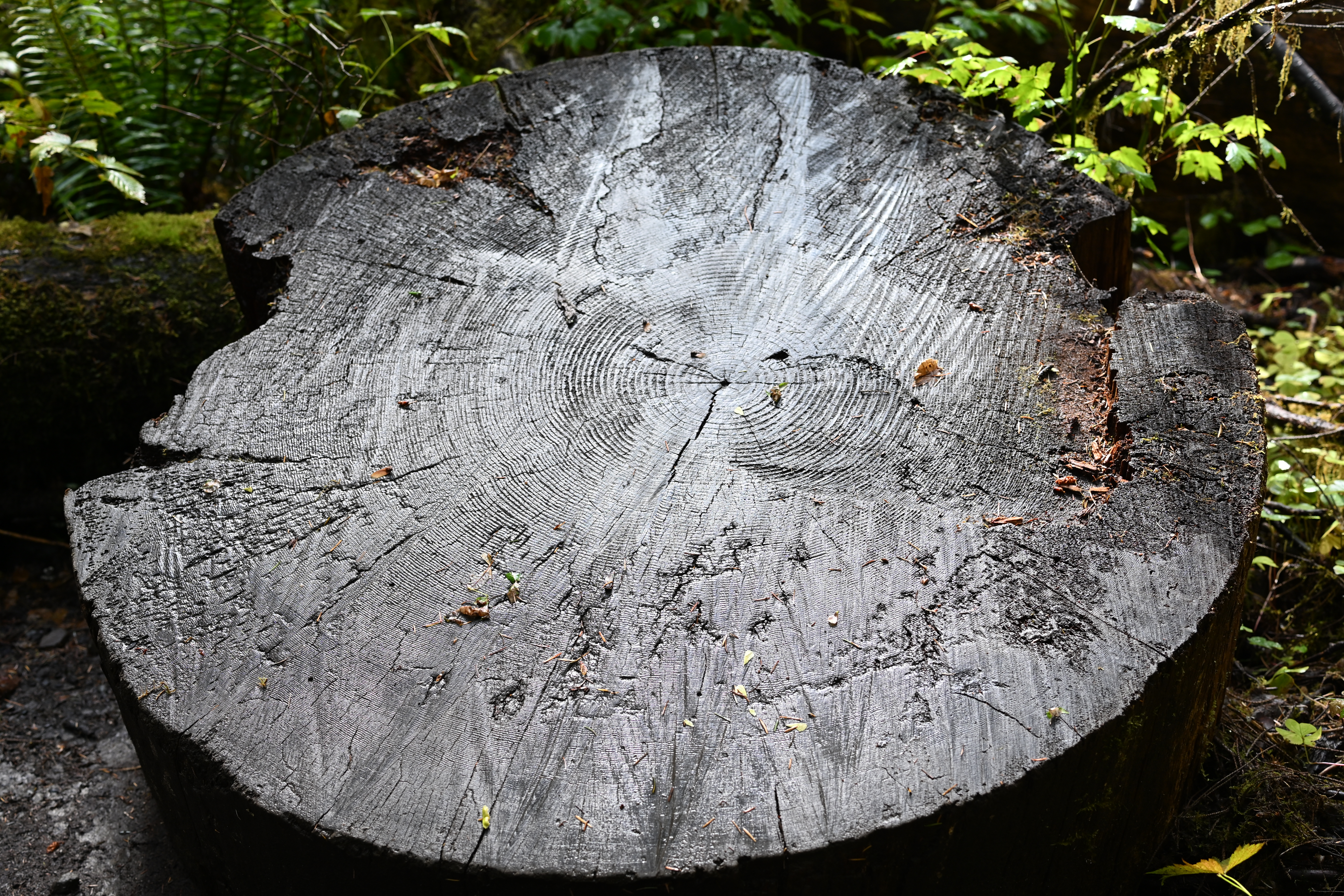 Large cut tree stump revealing numerous tree rings in Hoh Rainforest