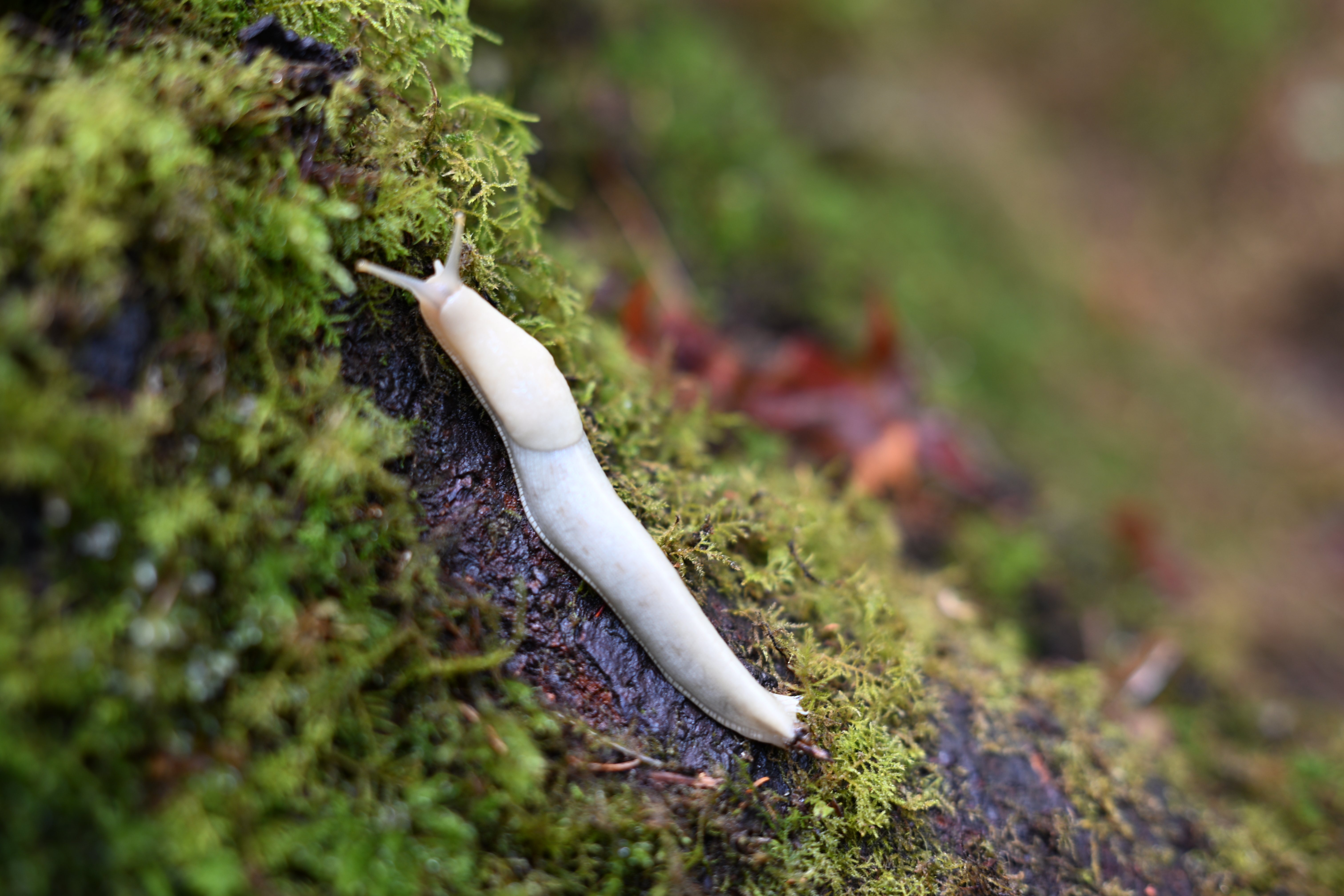 Pacific Northwest slug on Spruce Nature Trail in Hoh Rainforest