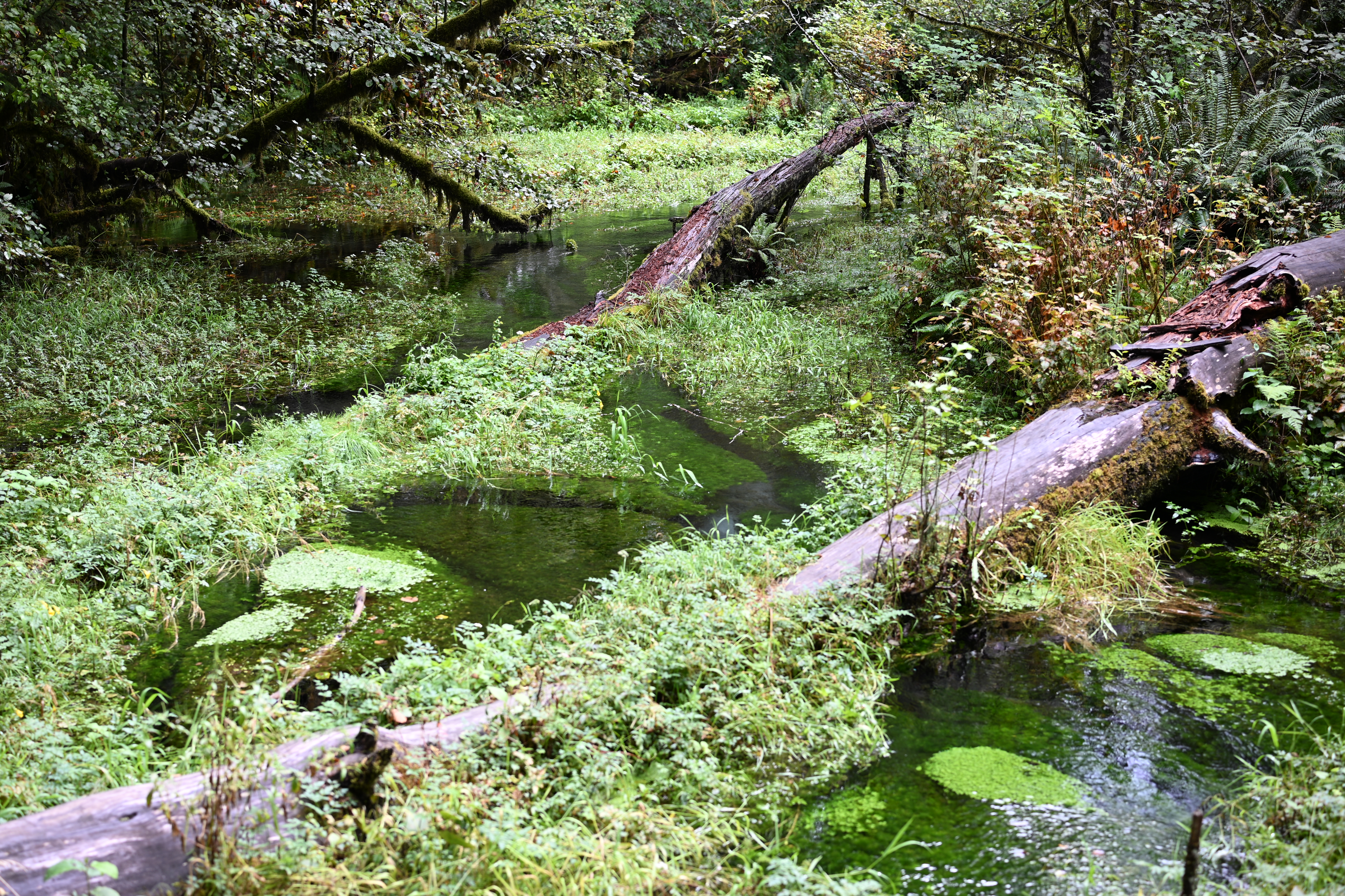 Crystal clear stream with bright green moss growing in Hoh Rainforest
