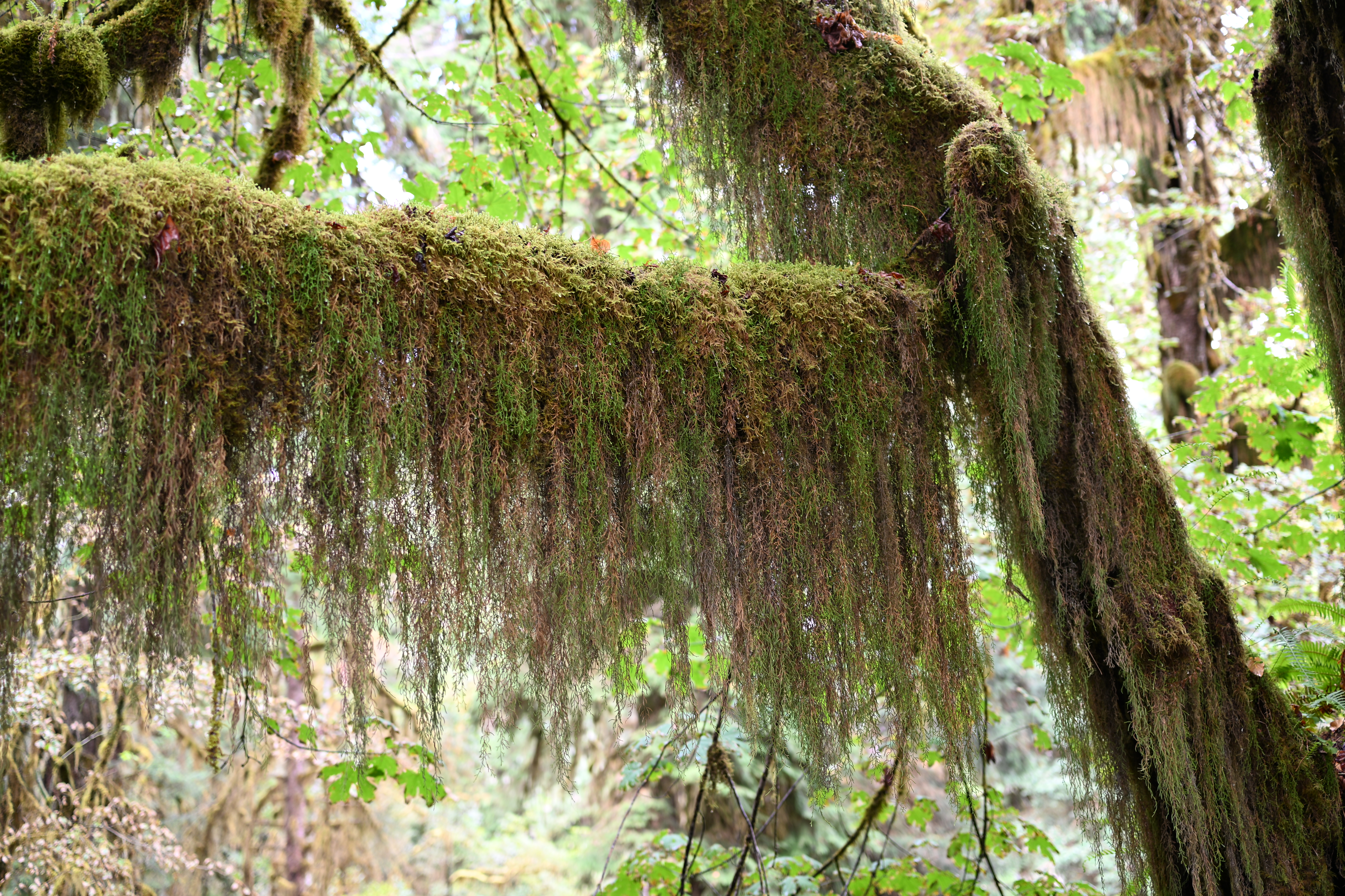 Green and brown long moss growing off of a rainforest tree