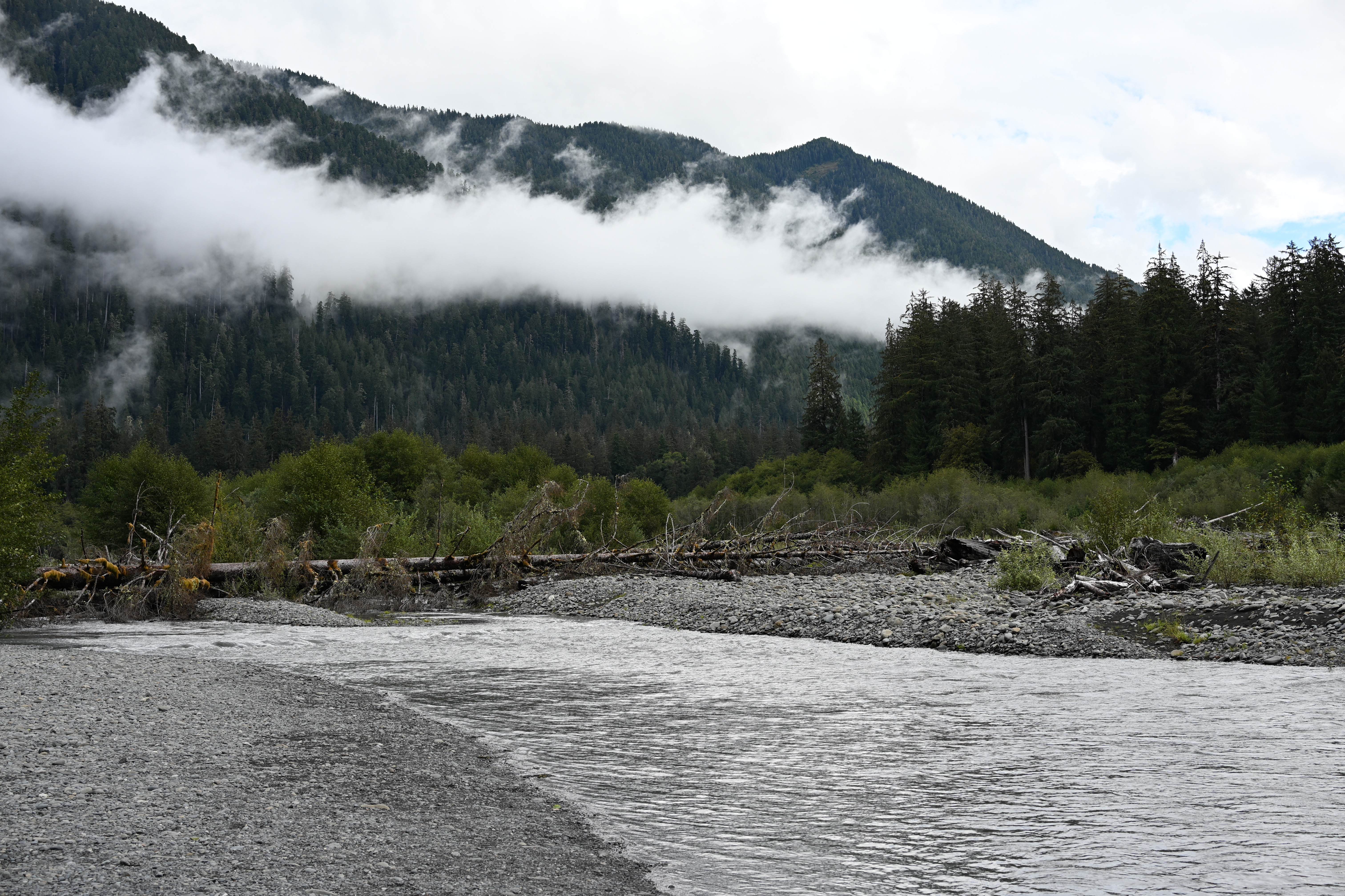 Hoh River flowing through Olympic National Park rainforest