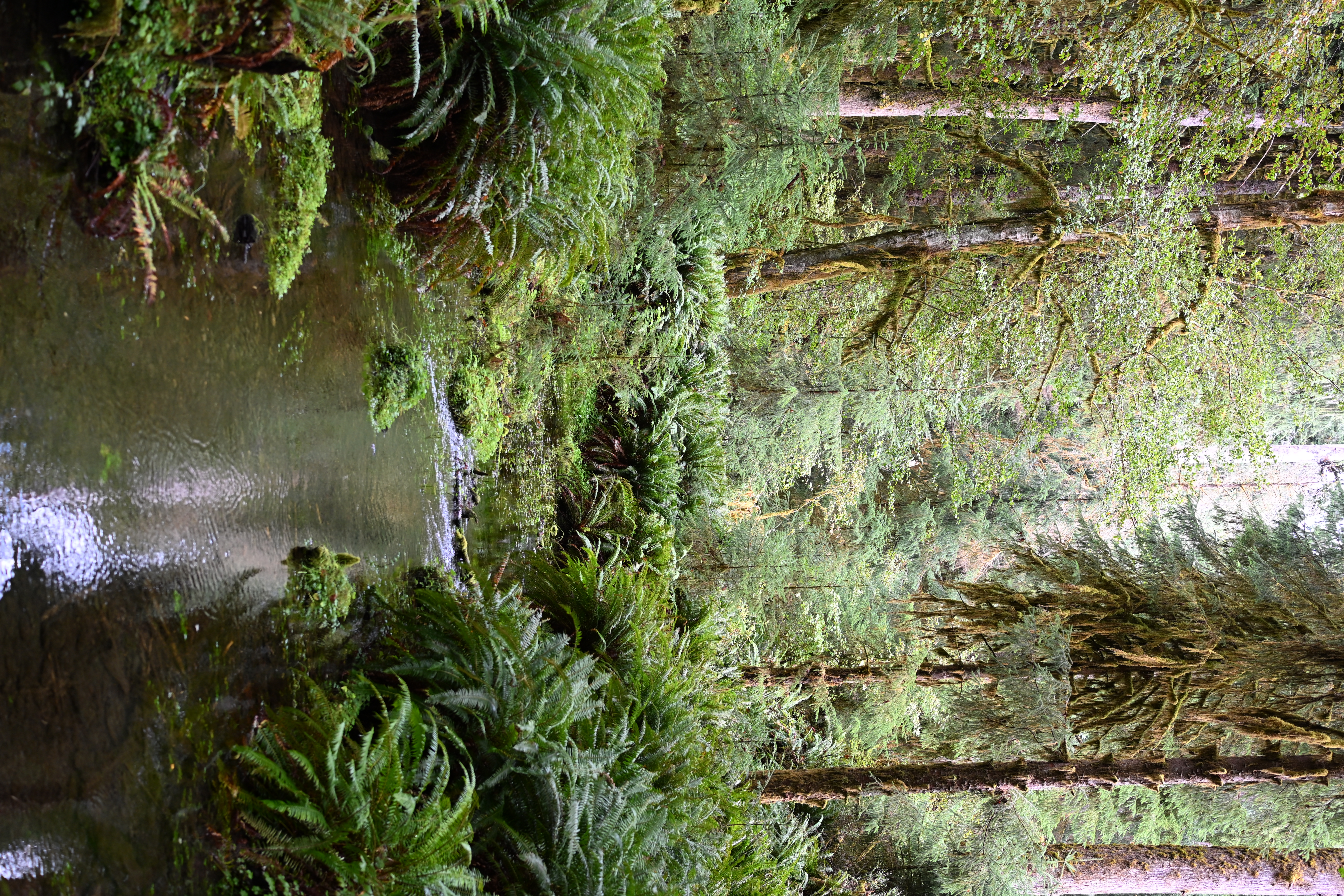 Spring-fed stream flowing through mossy Hall of Mosses trail