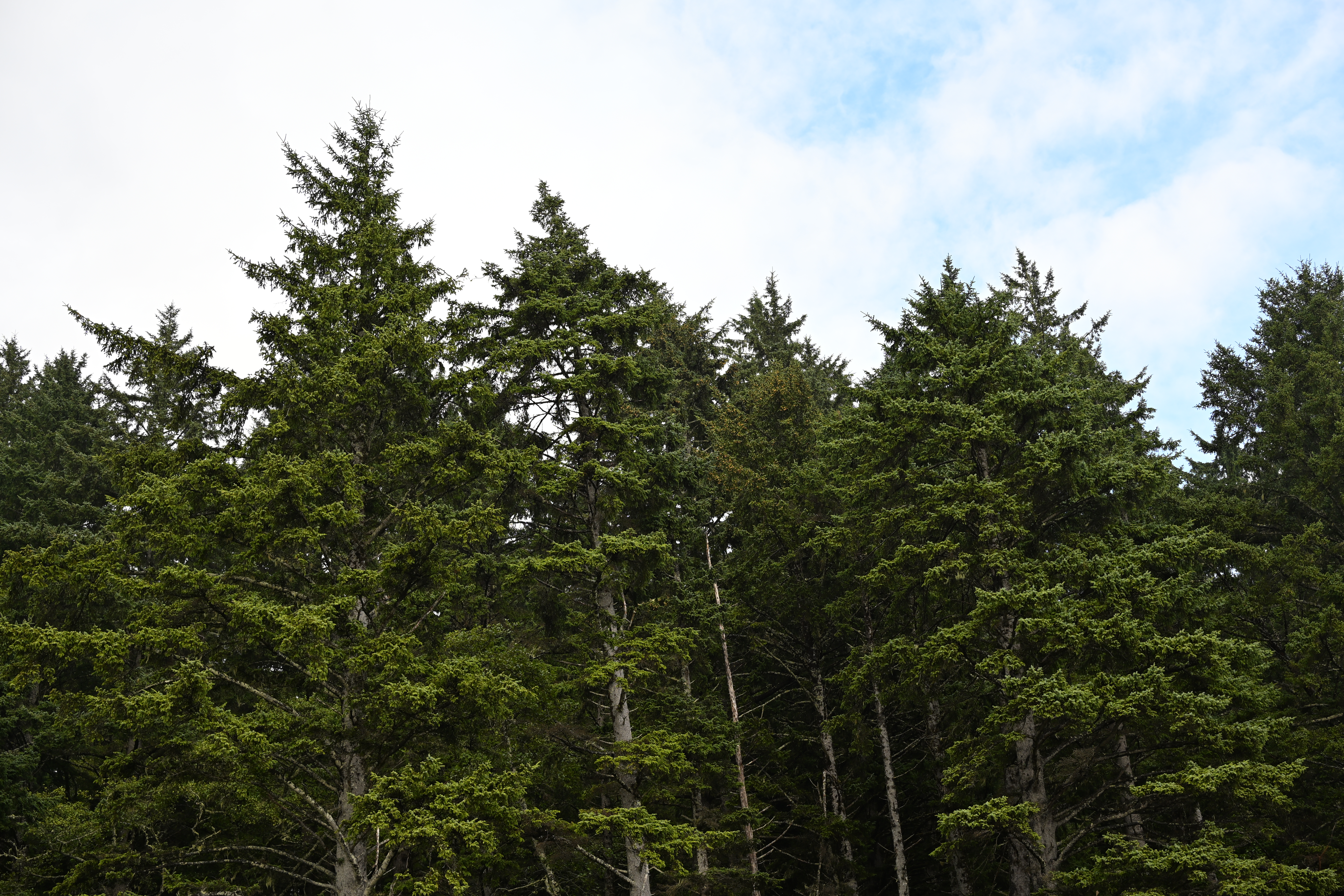 Bright green trees lining Second Beach at La Push