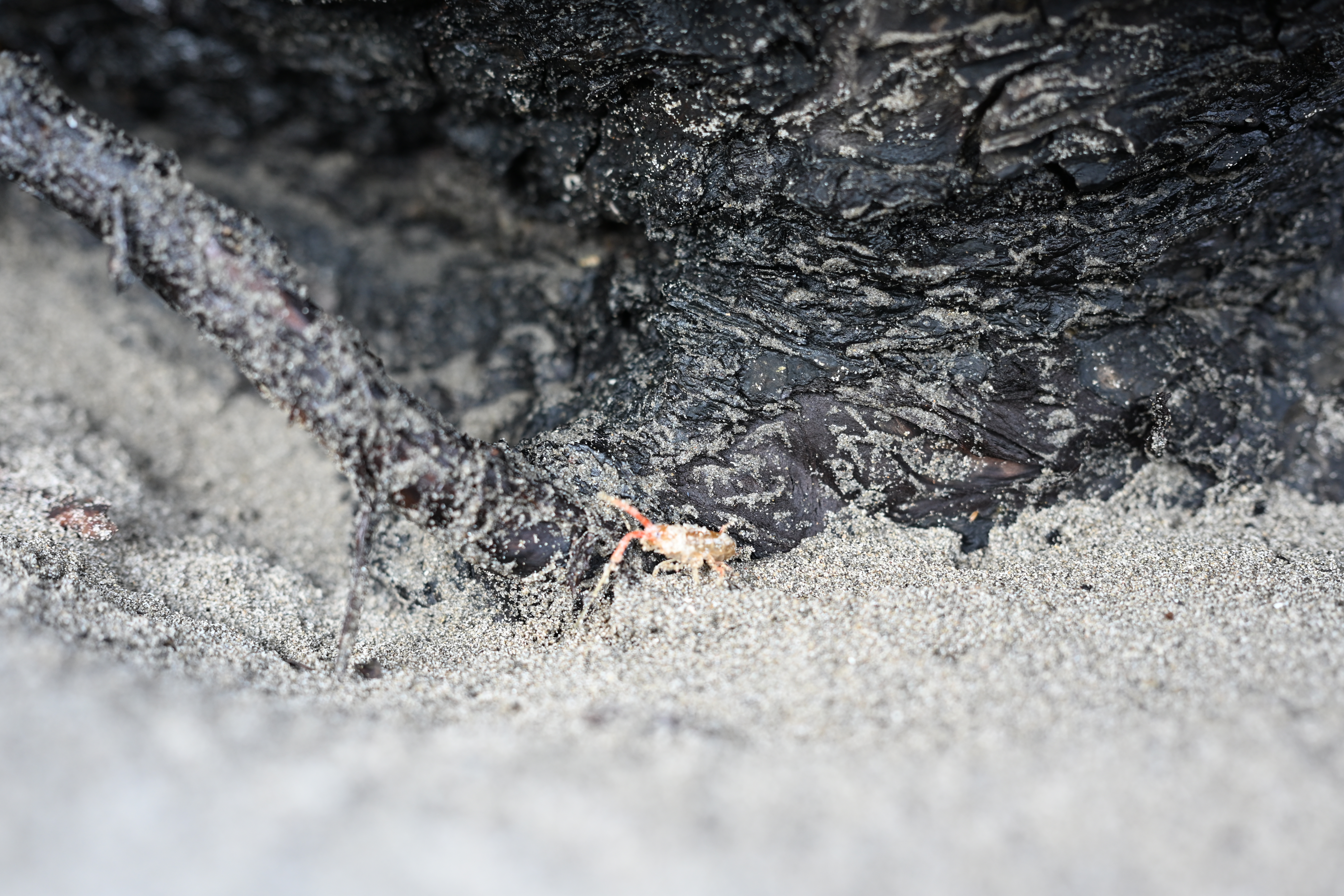 Camouflaged sand flea hidden under driftwood log on Second Beach