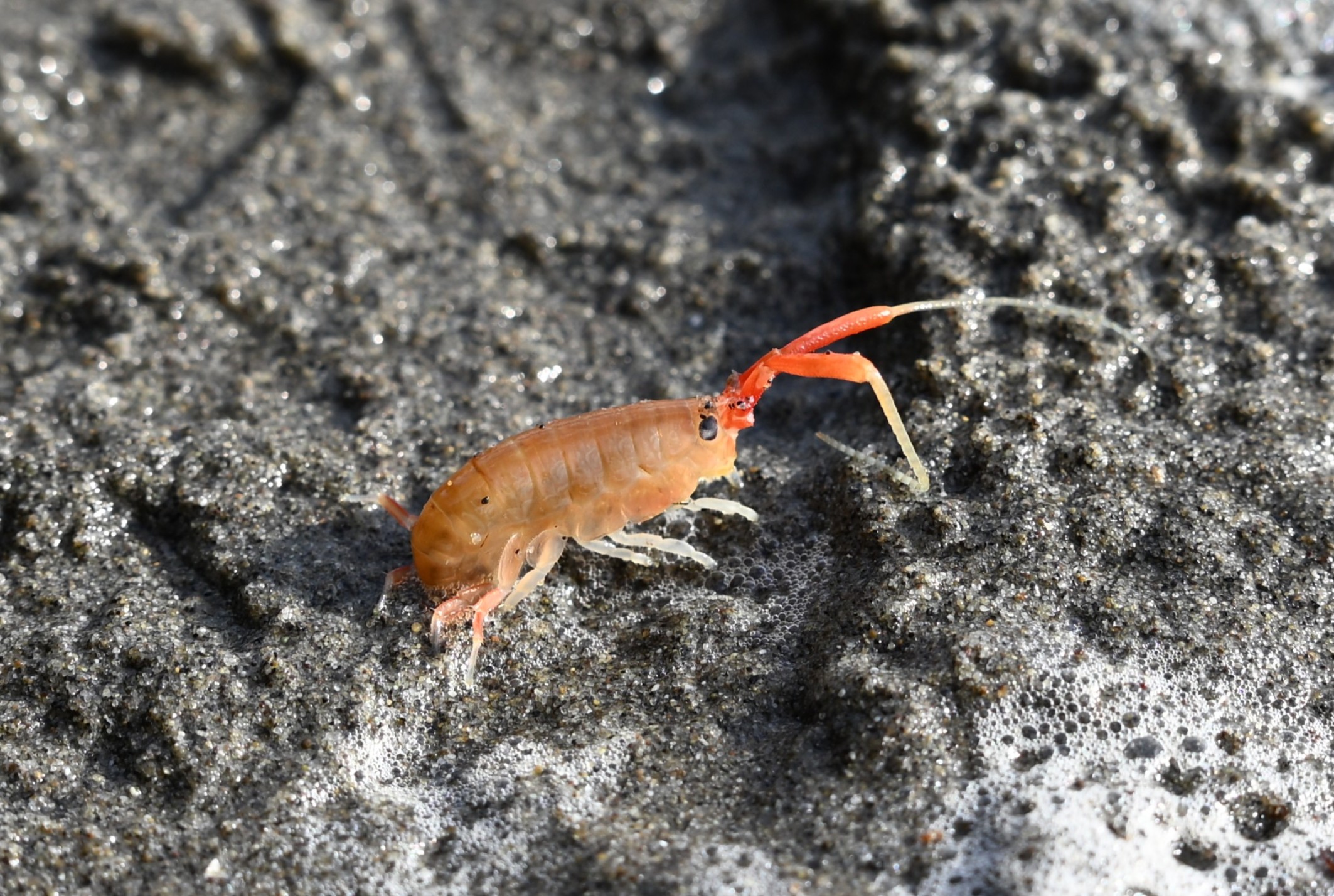California beach flea clearly visible on Second Beach sand