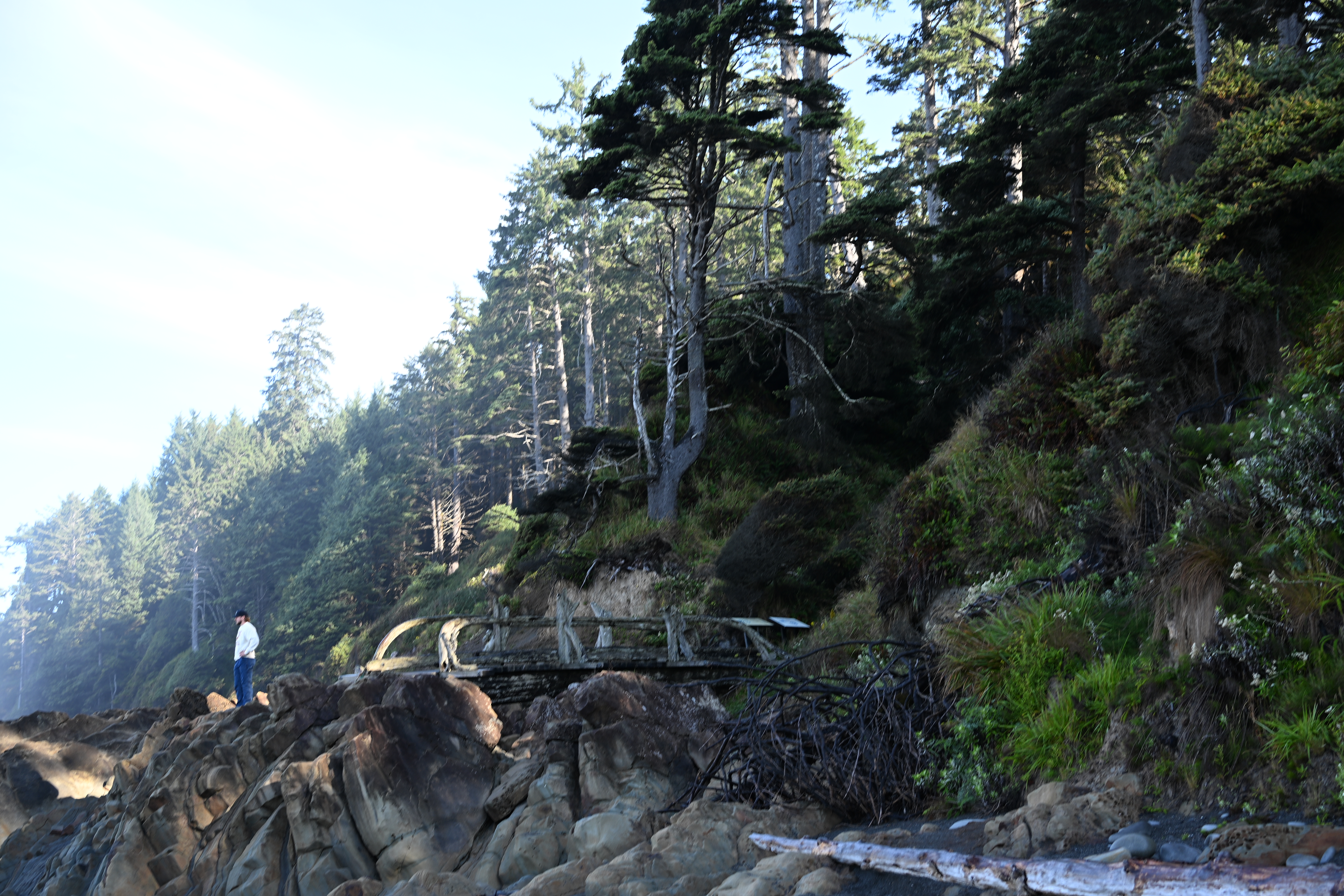 Forested Kalaloch Beach cliffside