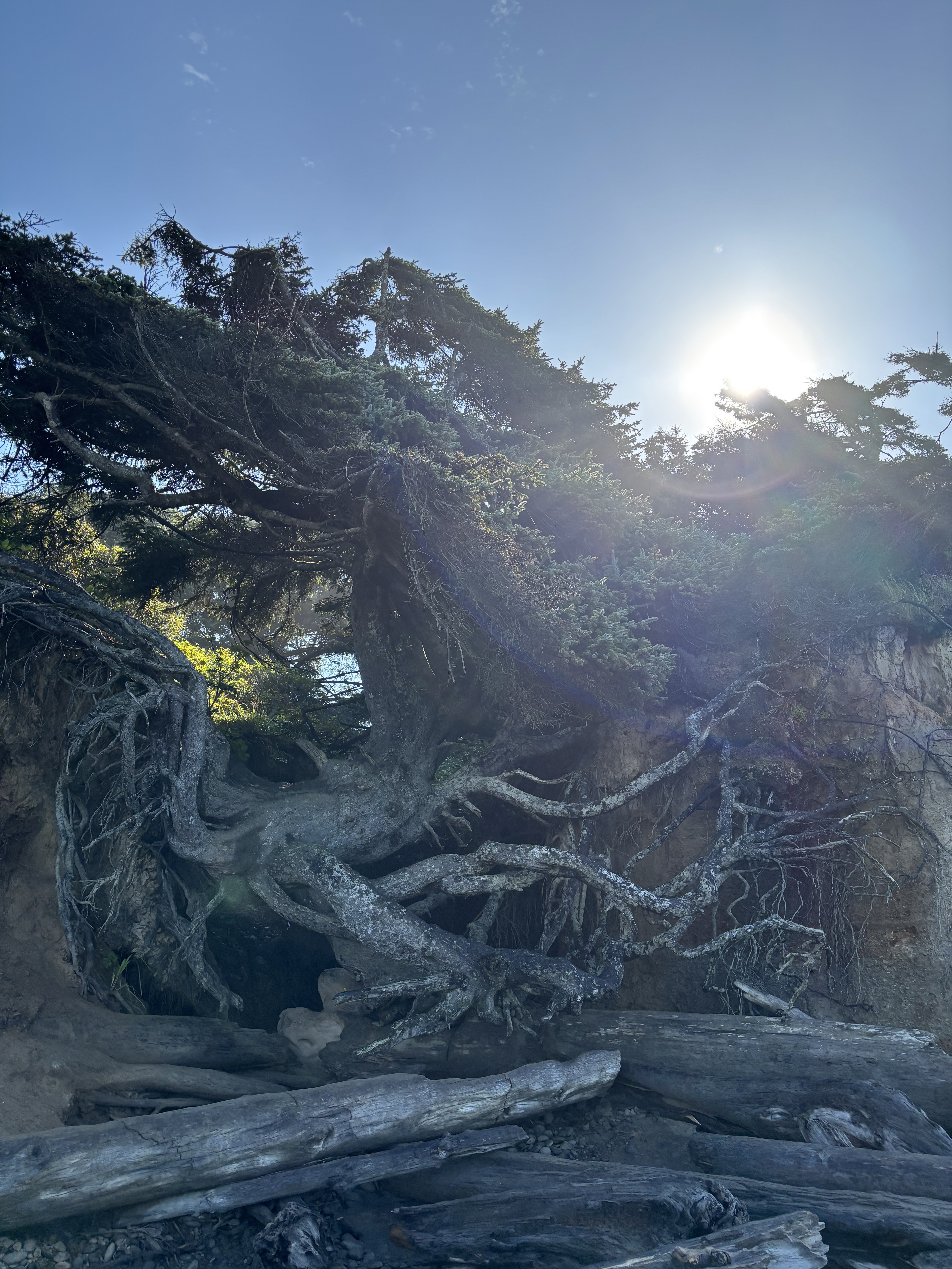 Famous Tree of Life clinging to eroding cliff at Kalaloch Beach